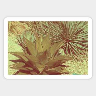 Vintage Agave Sticker